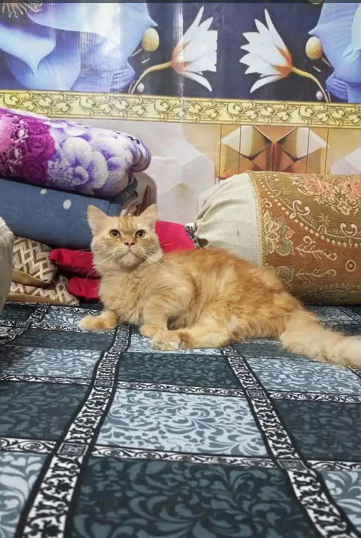 Beautiful Persian cat — photo 2