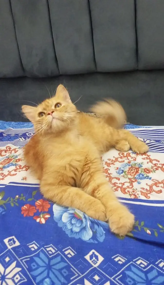 Beautiful Persian cat — photo 3