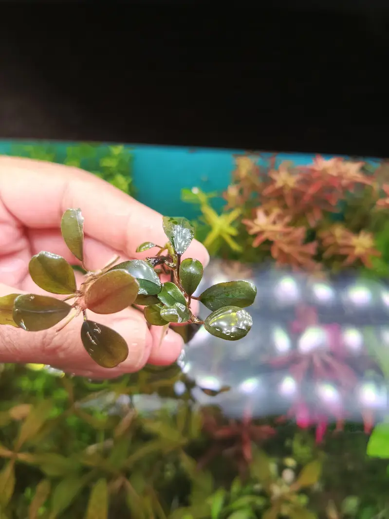 aquariums plants live — photo 2