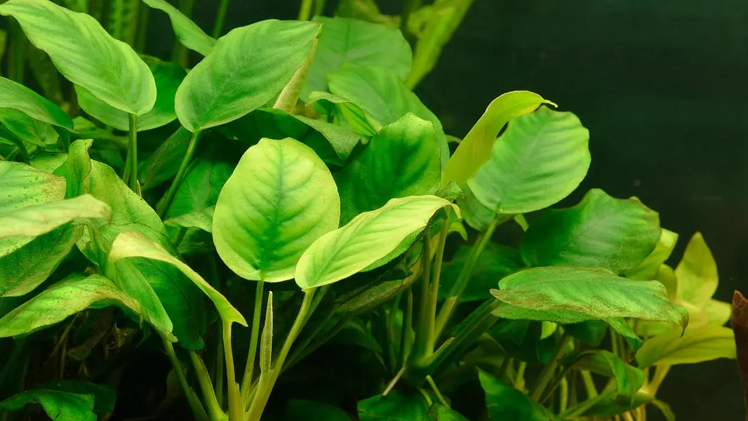 aquariums plants live — photo 3