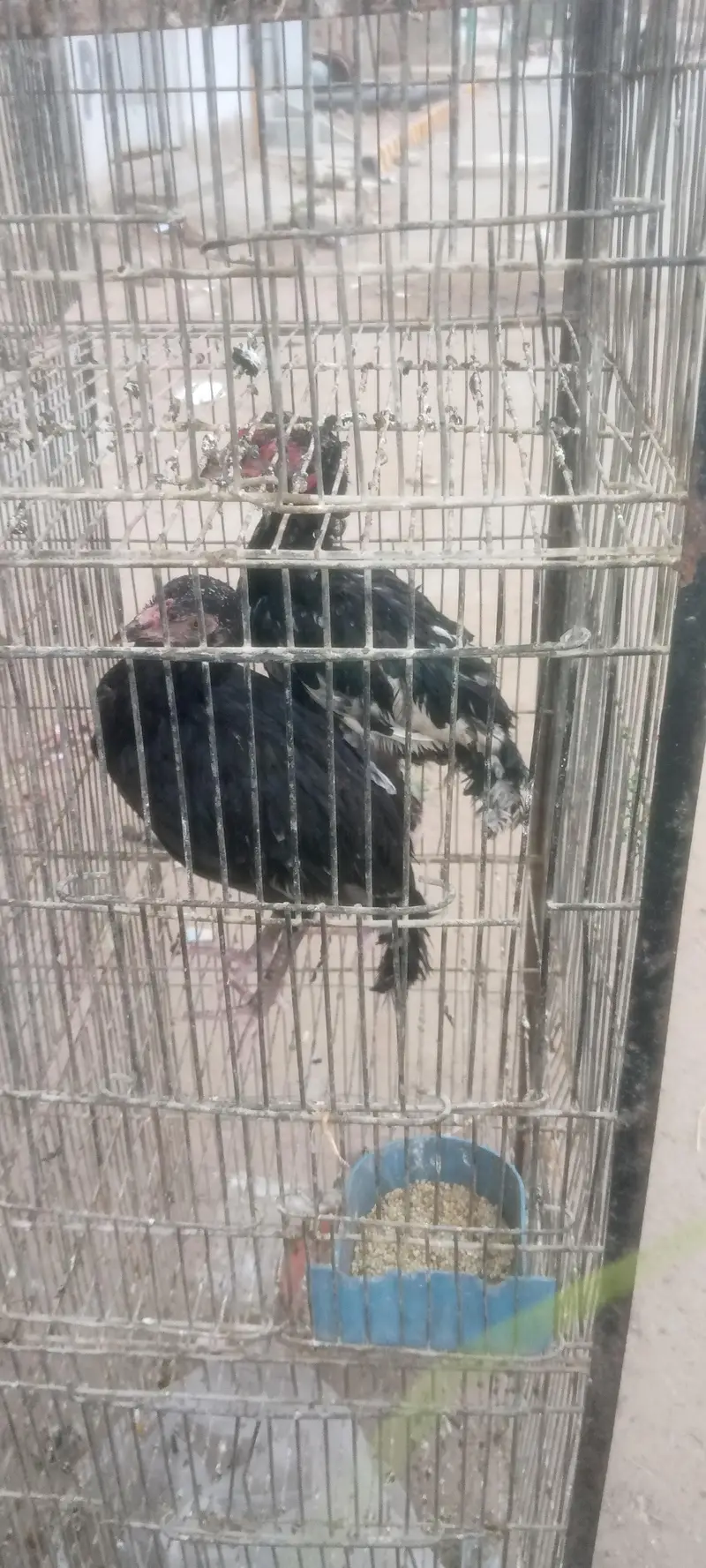 murga murgi par — photo 3
