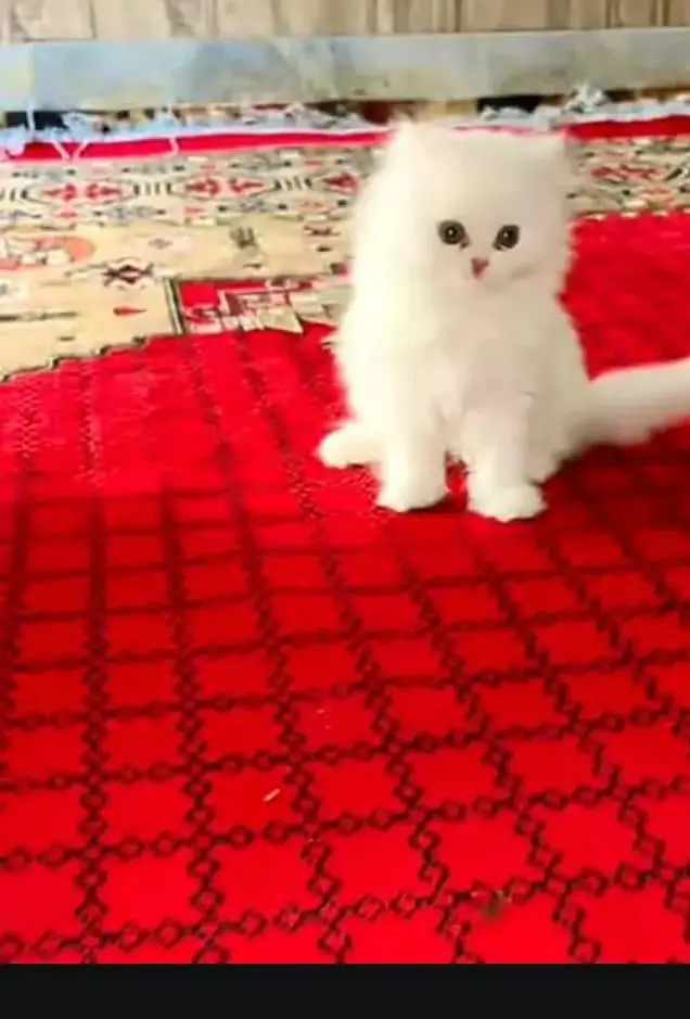 persian cat for sale — photo 2