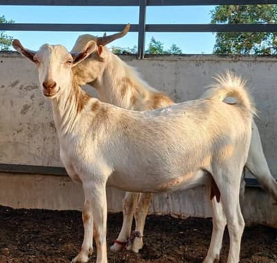 Bakri