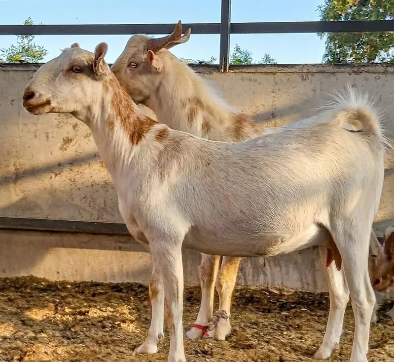 Bakri — photo 2