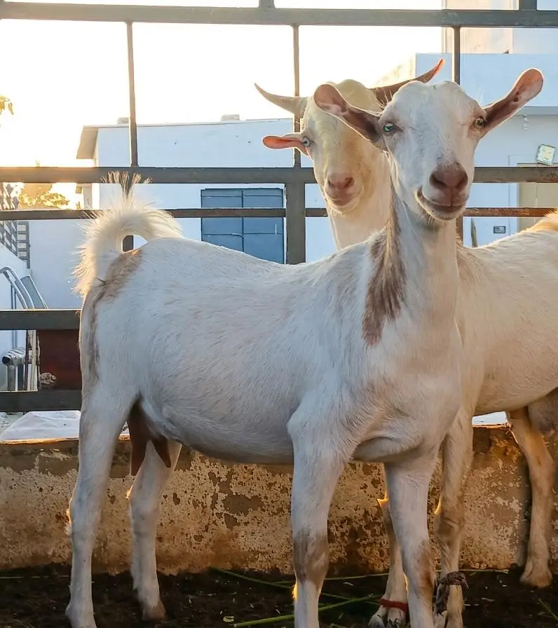 Bakri — photo 3