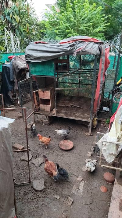 Huge Cage For sale urjent