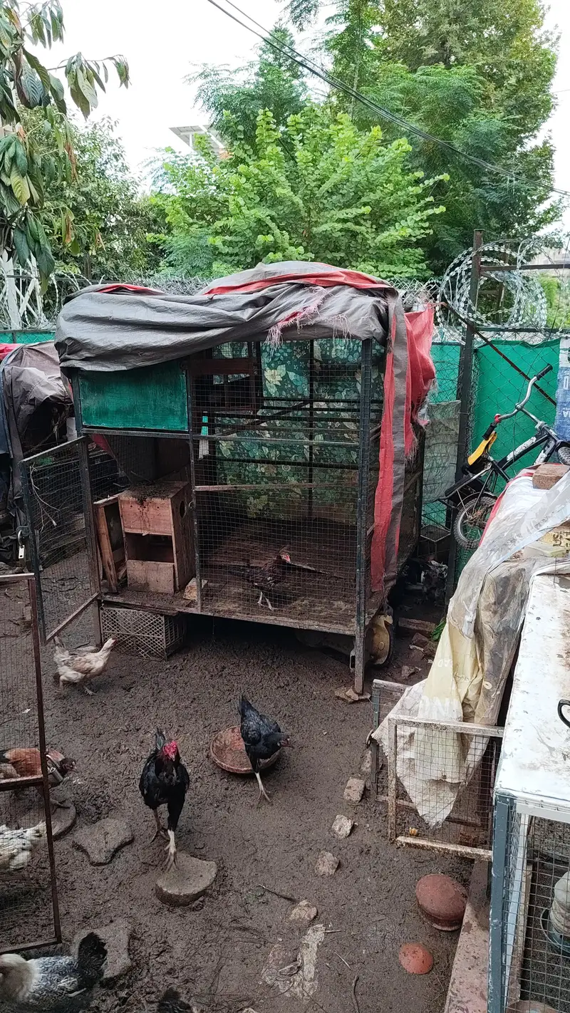 Huge Cage For sale urjent — photo 2