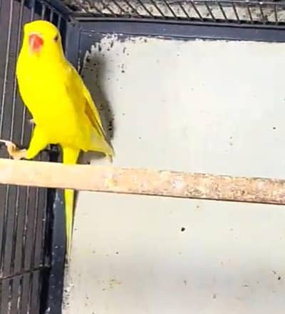 parrot female