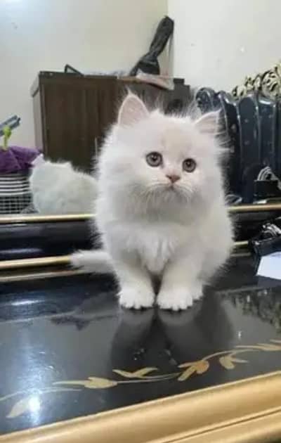 Persian cat for sale 2 month age available