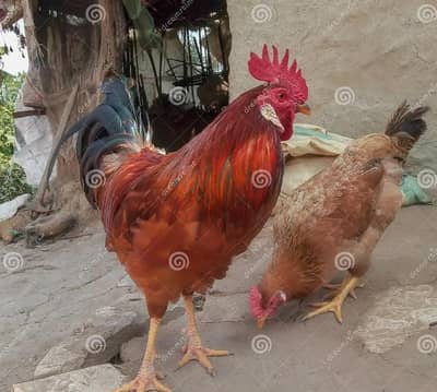 Hen Desi Hen Pair