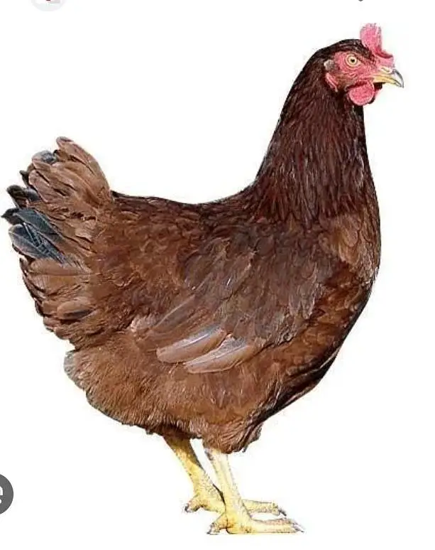 Hen Desi Hen Pair — photo 2