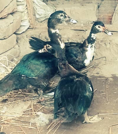 Muscovy big size ducks egg pair urgent sale