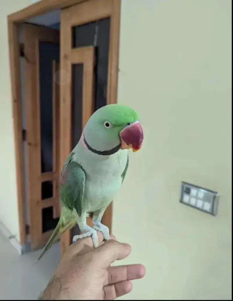 Raw parrot voice train age 12 month — photo 2