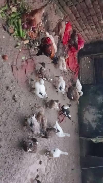 Pure Desi female Ducks