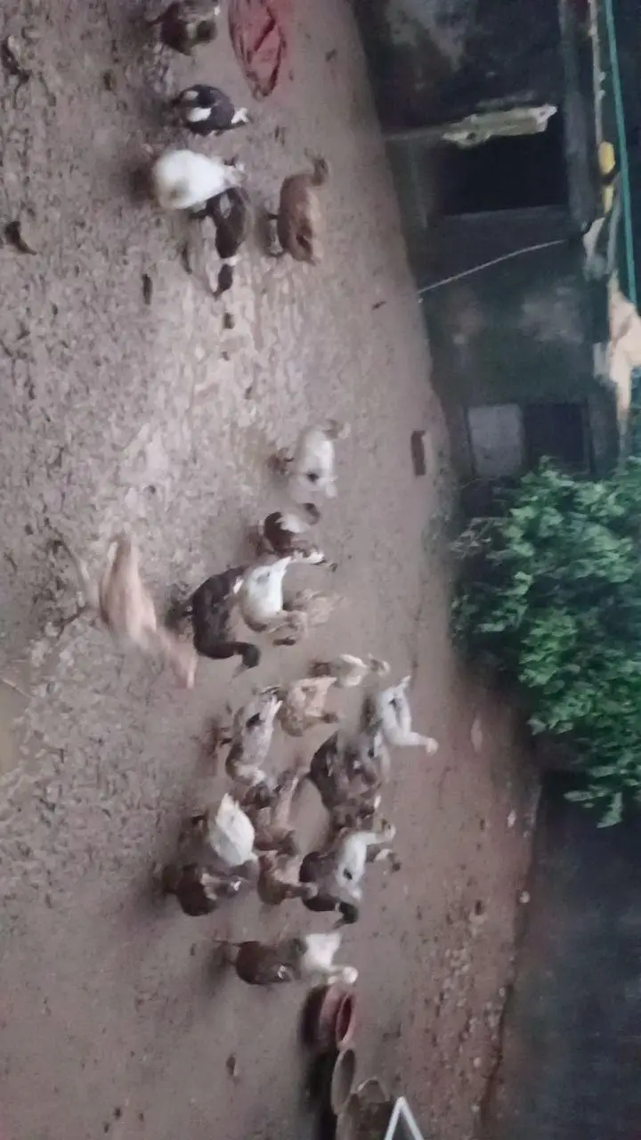 Pure Desi female Ducks — photo 2
