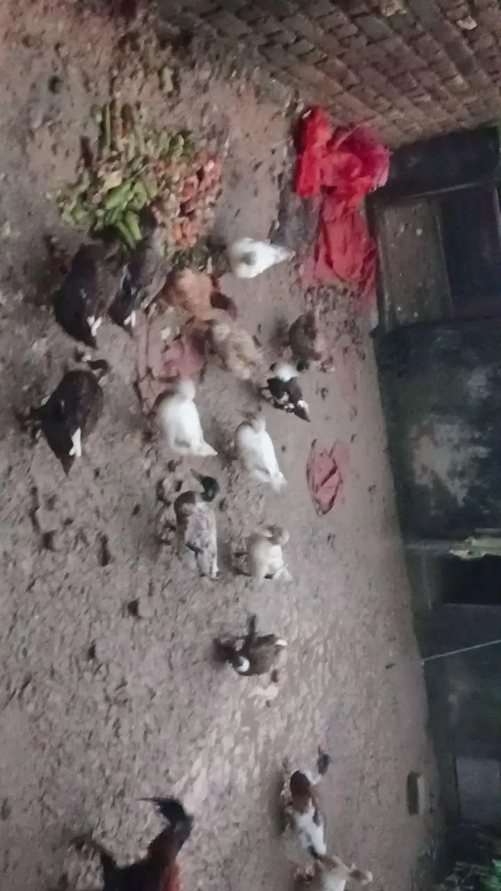 Pure Desi female Ducks — photo 3