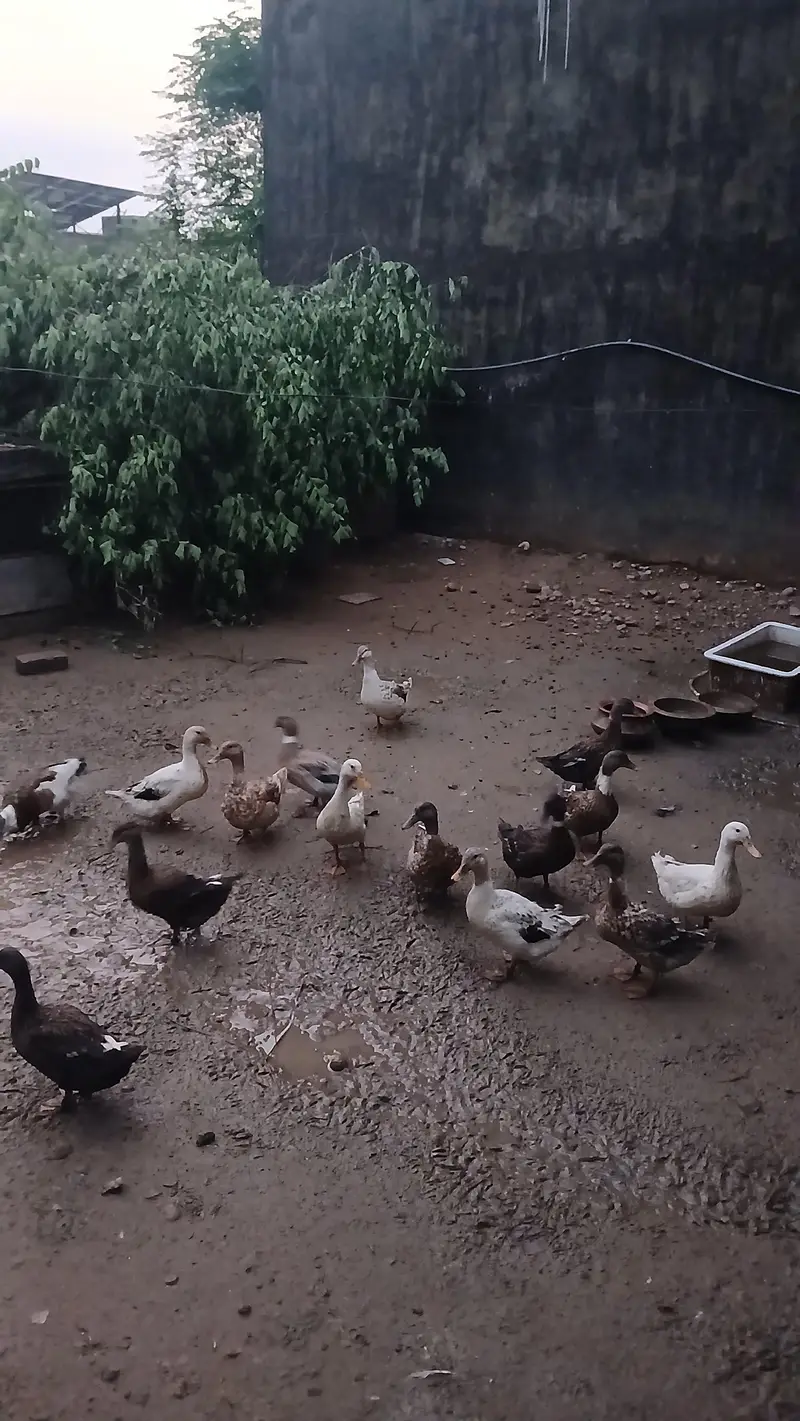 Pure Desi female Ducks — photo 4