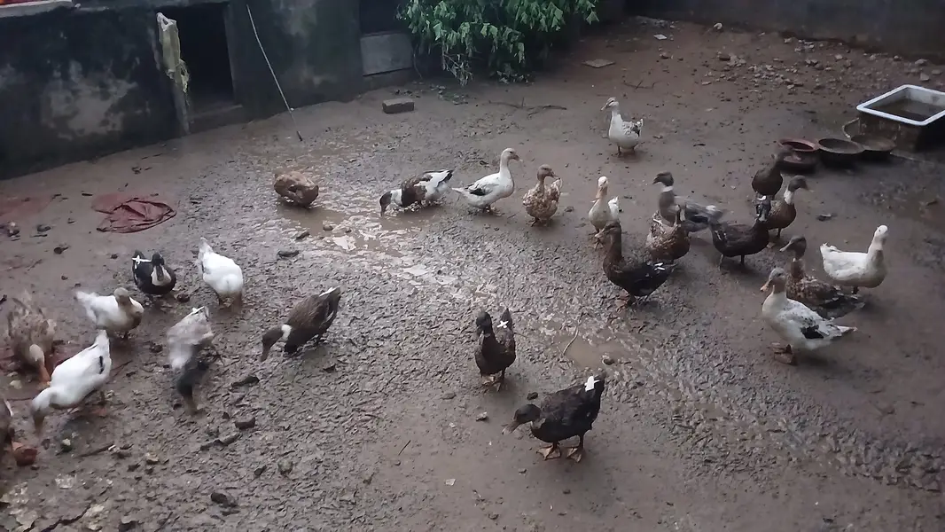 Pure Desi female Ducks — photo 5