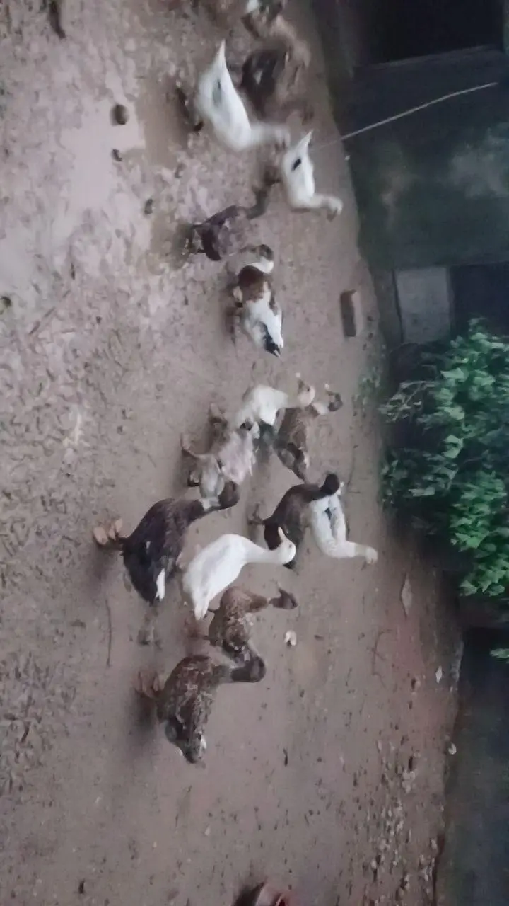 Pure Desi female Ducks — photo 6
