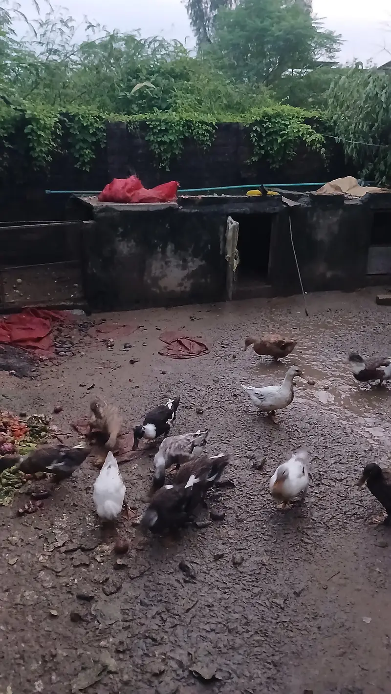 Pure Desi female Ducks — photo 7