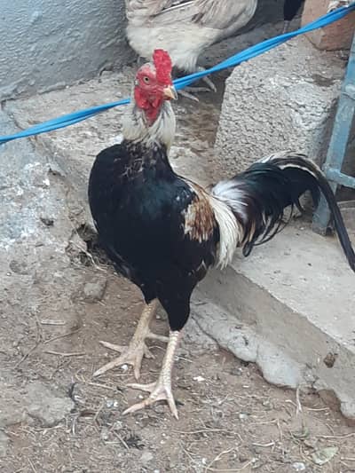 murgi aur murga
