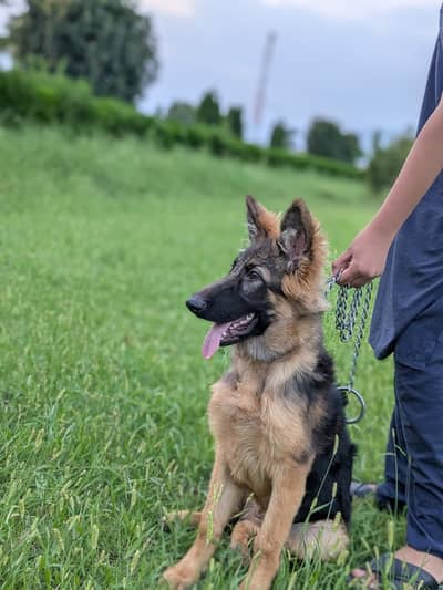 German shepherd for sale