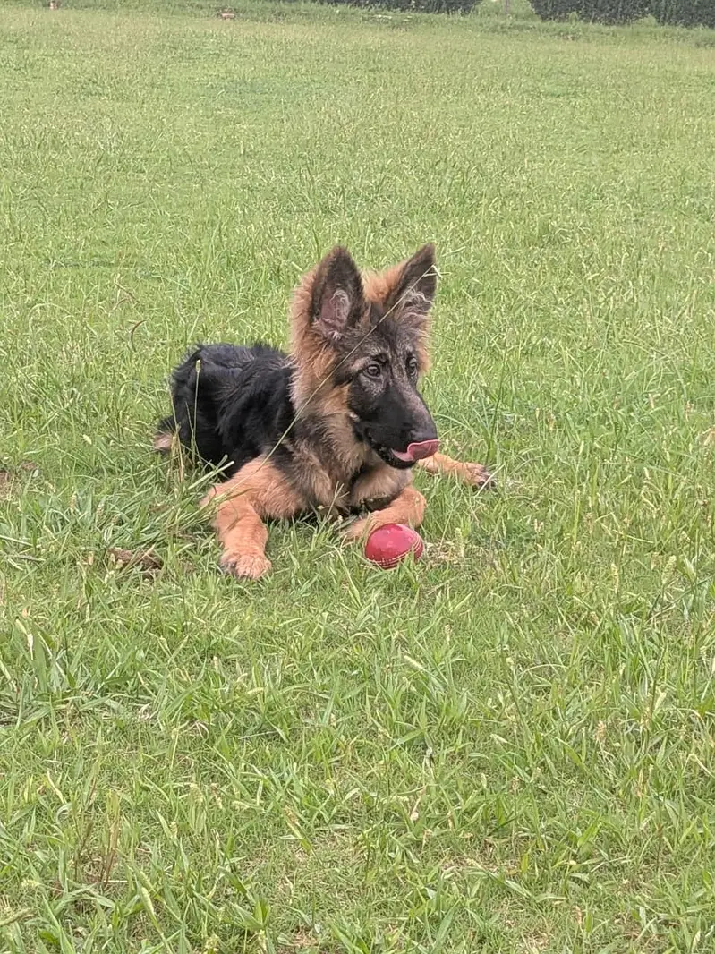 German shepherd for sale — photo 2