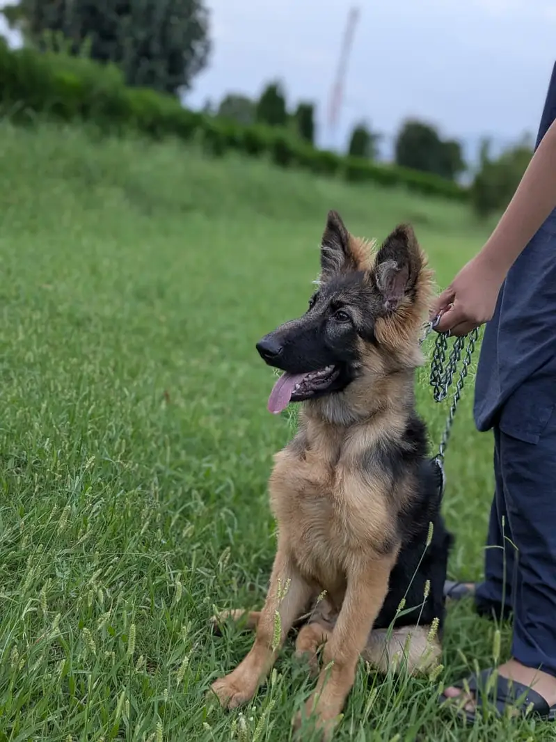 German shepherd for sale — photo 3