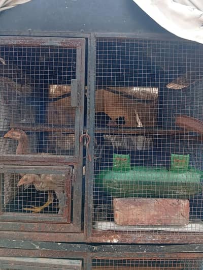 matal cage 03271768110