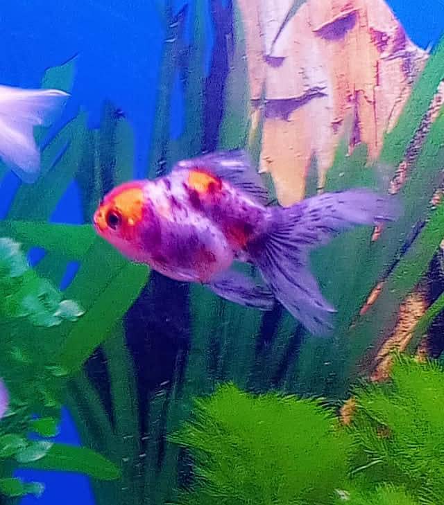 Goldfish 0