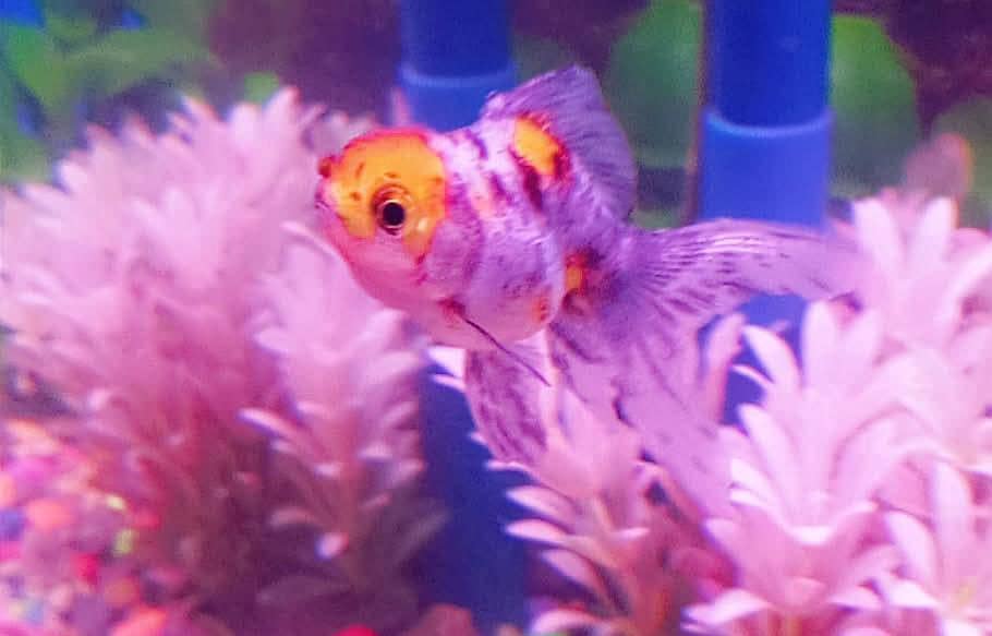 Goldfish 1