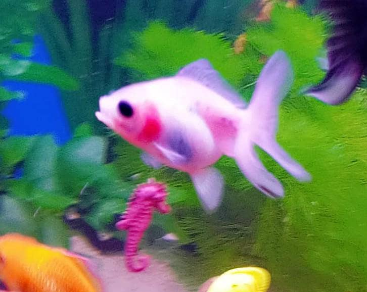 Goldfish 2