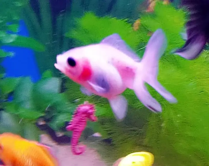 Goldfish — photo 3