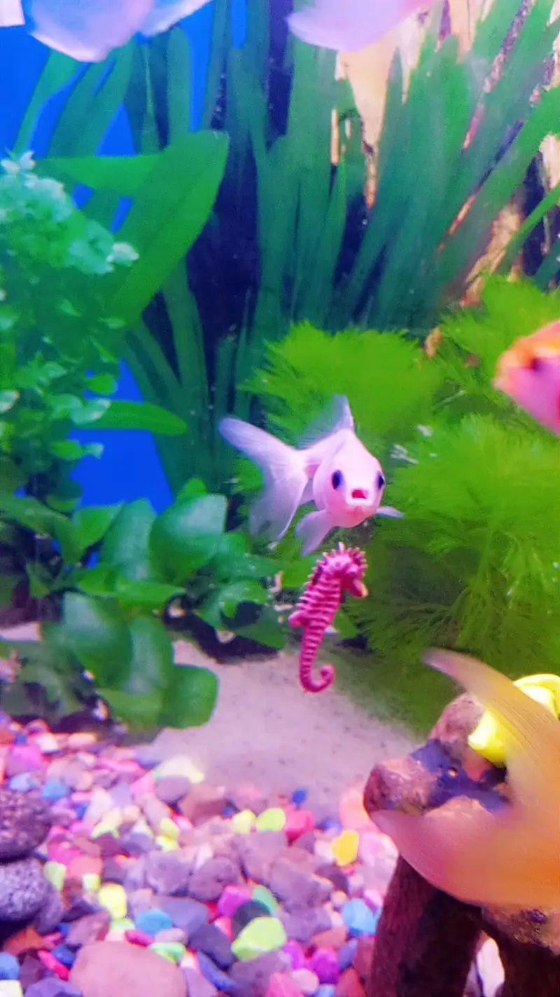 Goldfish — photo 4