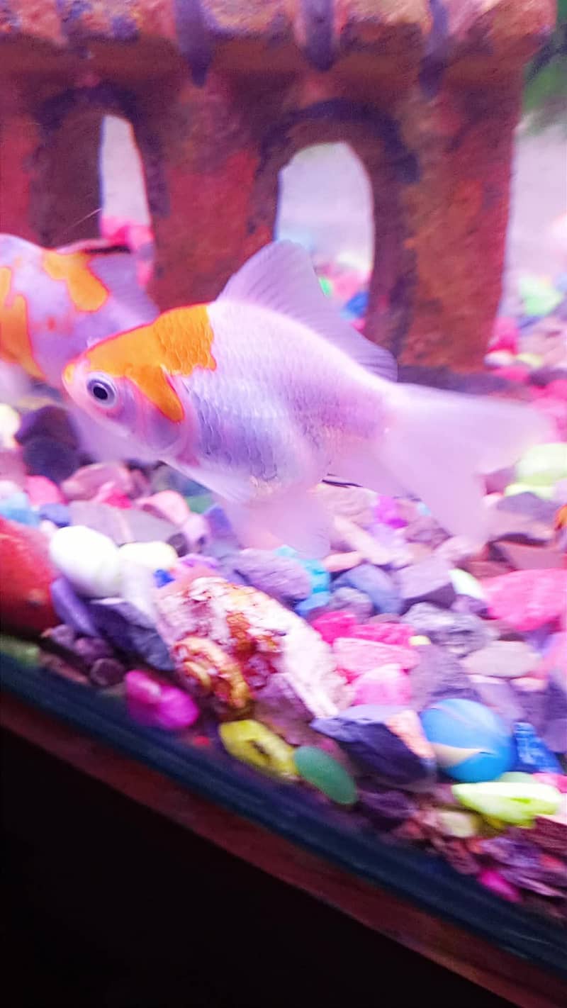 Goldfish 4