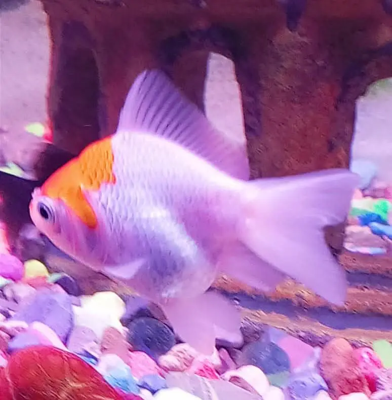 Goldfish — photo 6