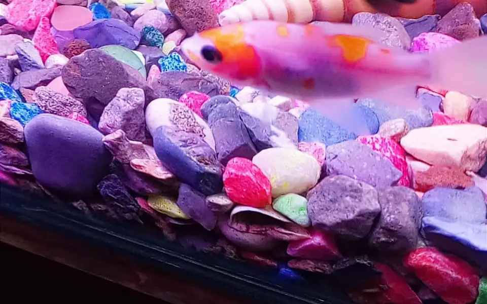 Goldfish — photo 7