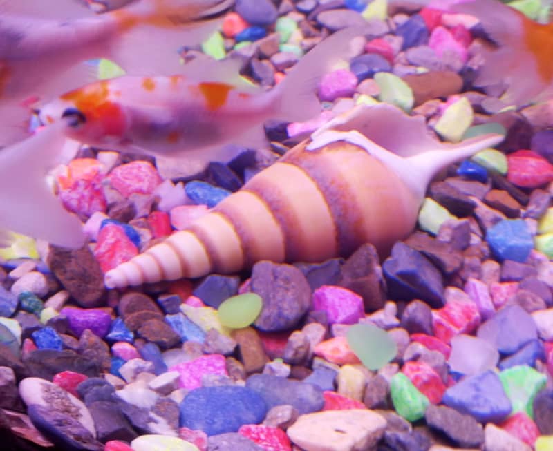 Goldfish 7