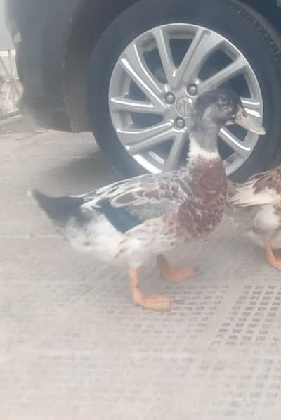 Duck Male