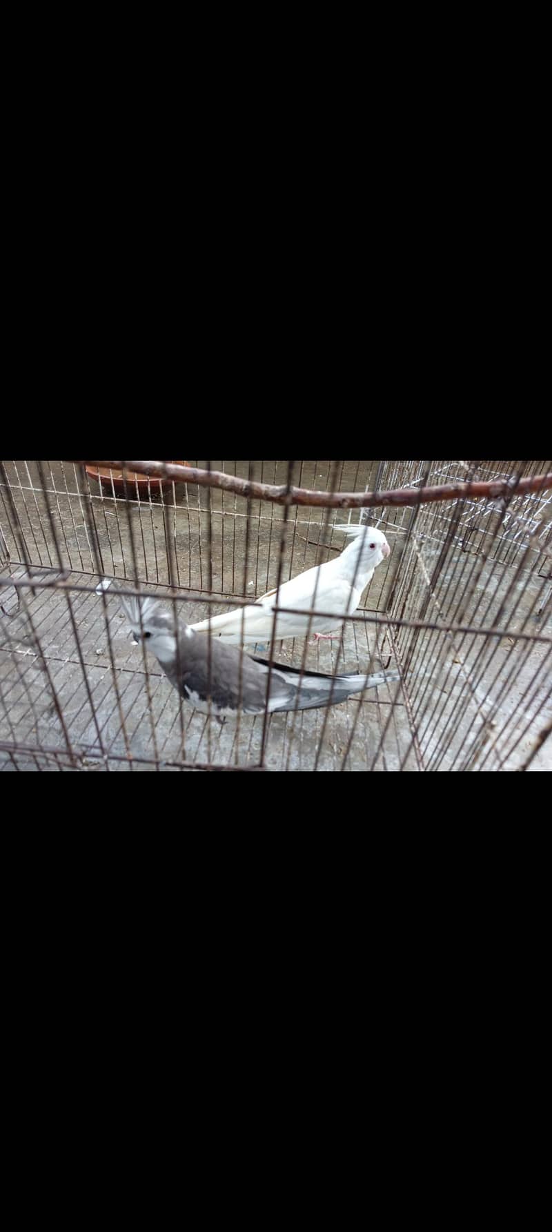 parrot 0