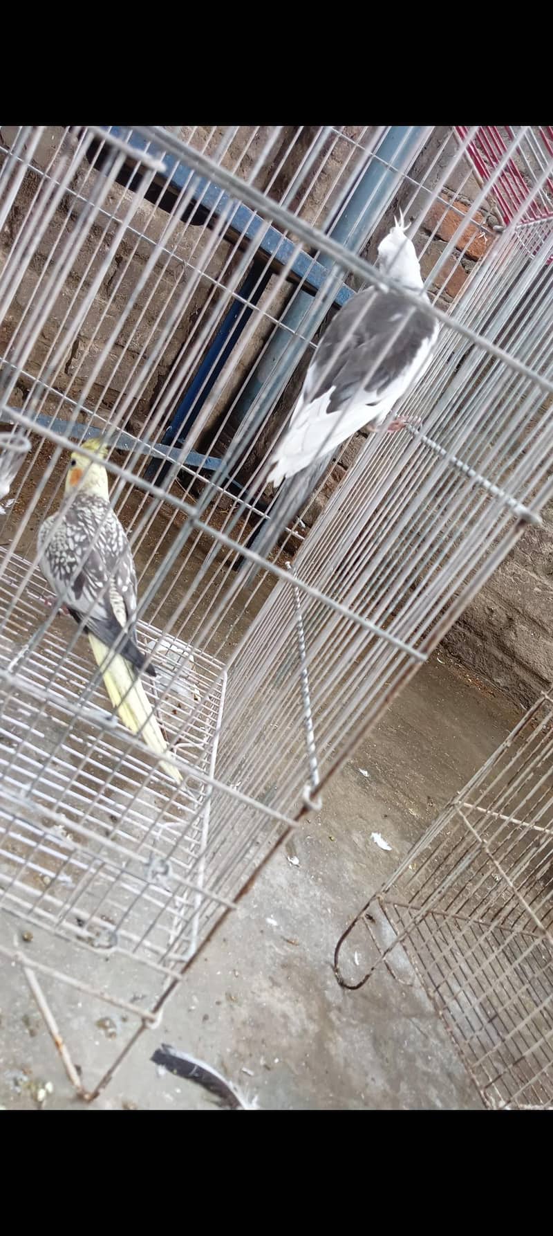 parrot 1