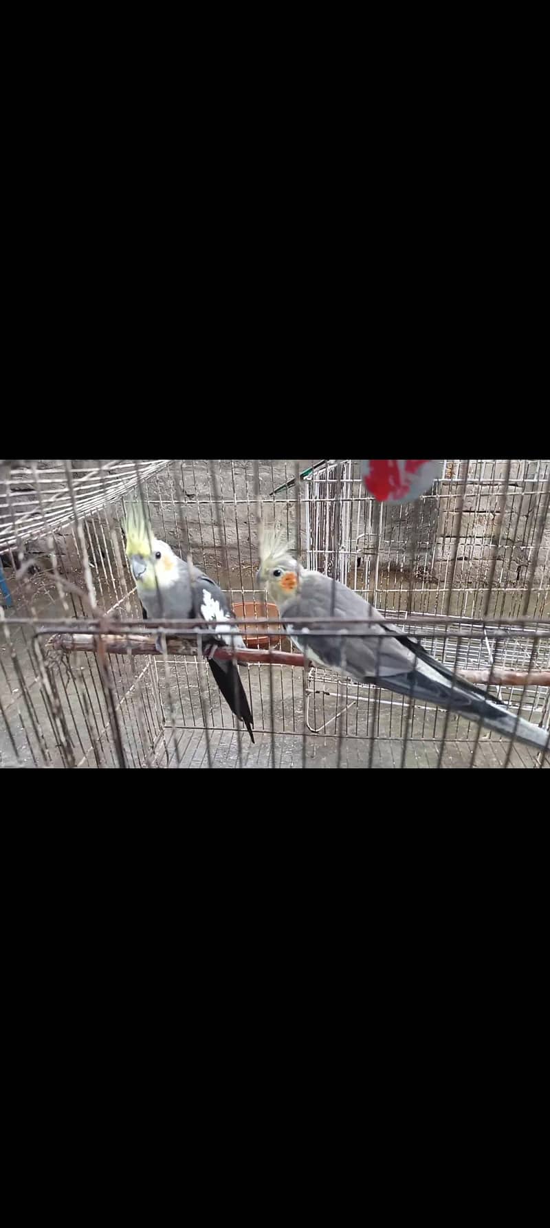 parrot 2