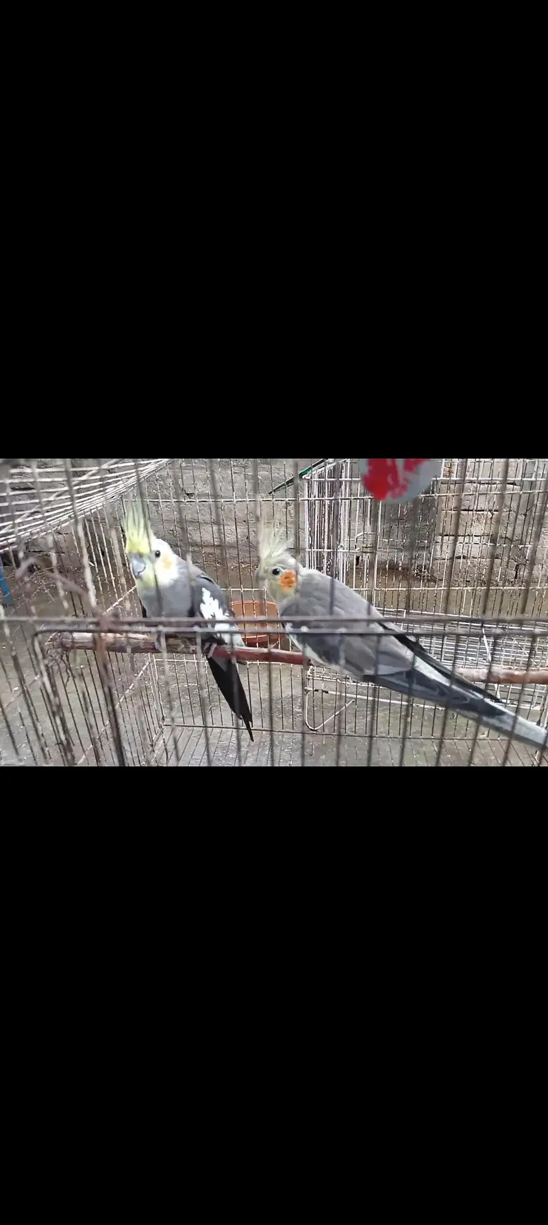 parrot — photo 3