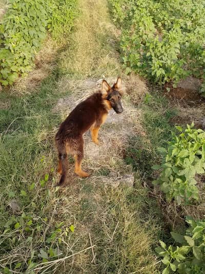 German shepherd mom and daughter for sell