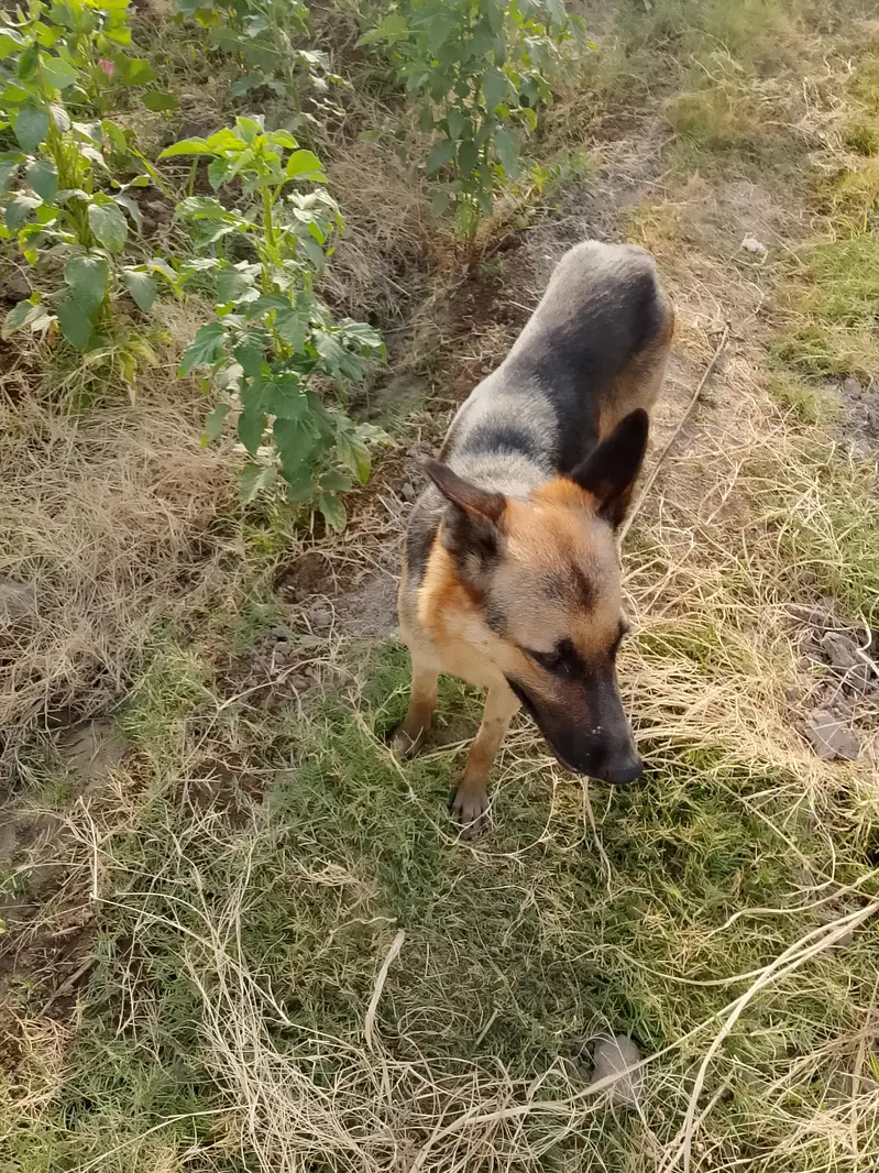 German shepherd mom and daughter for sell — photo 2