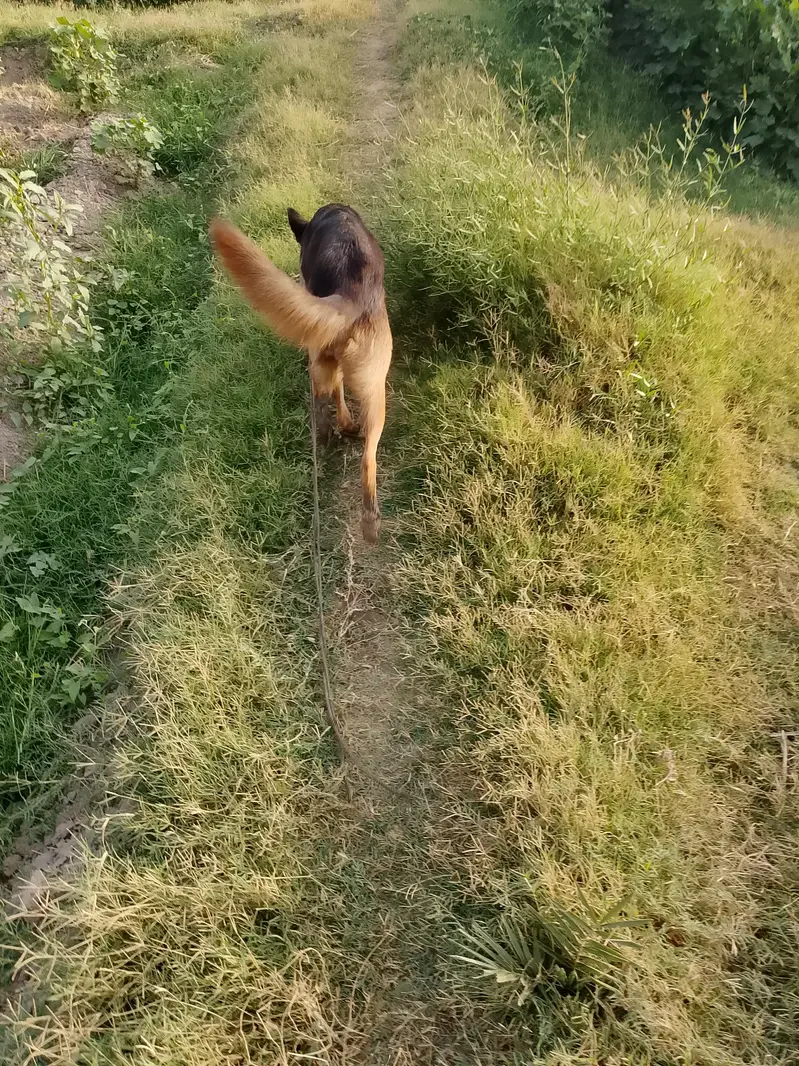German shepherd mom and daughter for sell — photo 3