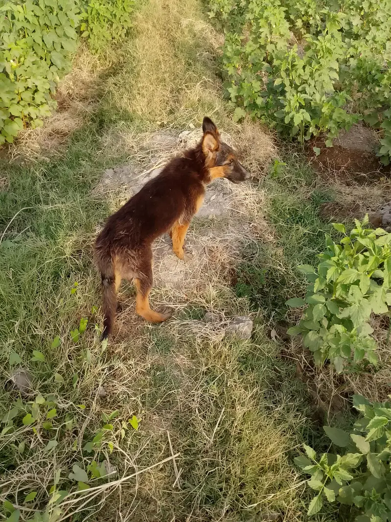 German shepherd mom and daughter for sell — photo 4
