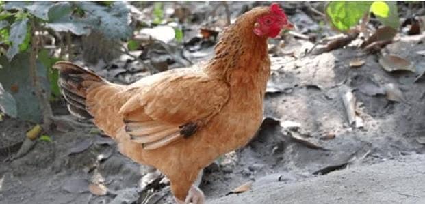 Hen Desi Murgha Pair Available