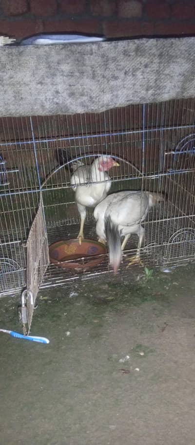hens for sale