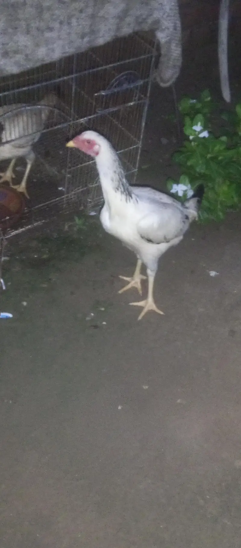 hens for sale — photo 2